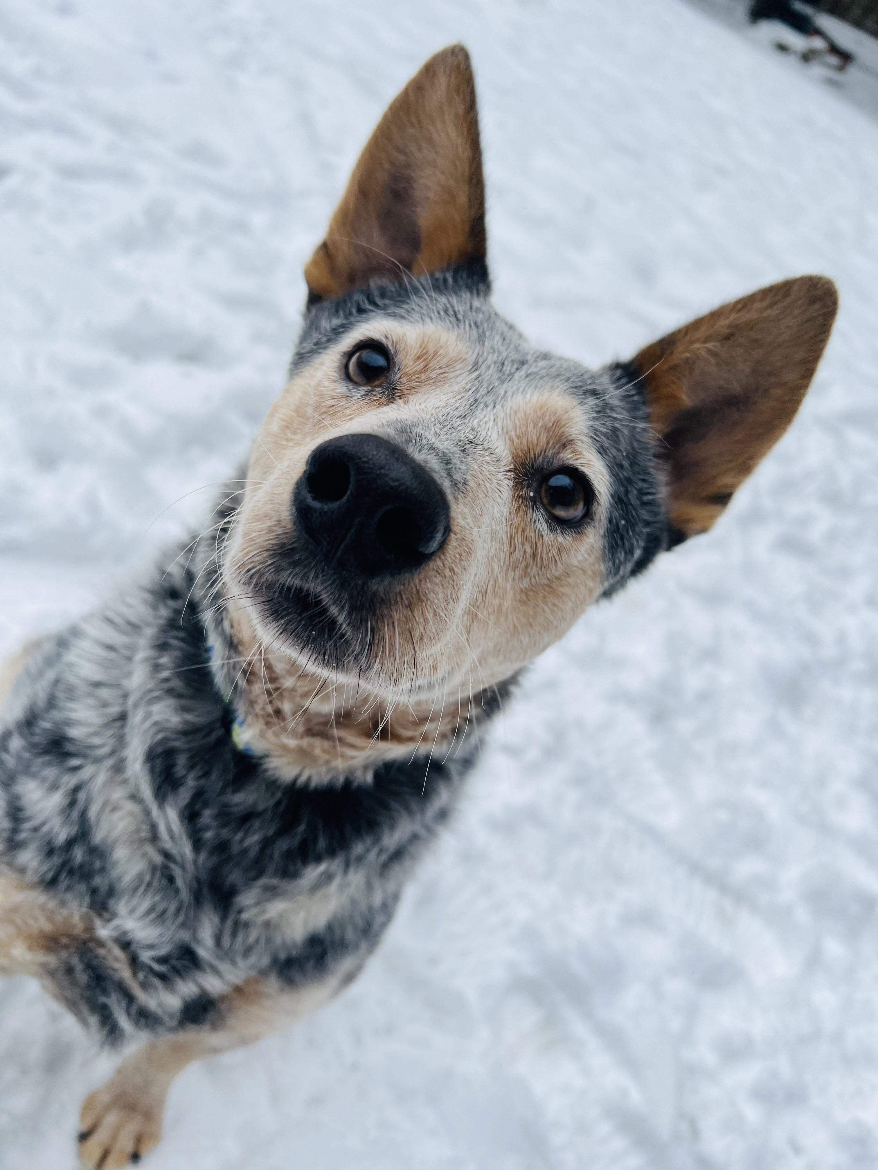 Nix, a hold Australian Cattle Dog / Blue Heeler in Utica, NY image 5/6