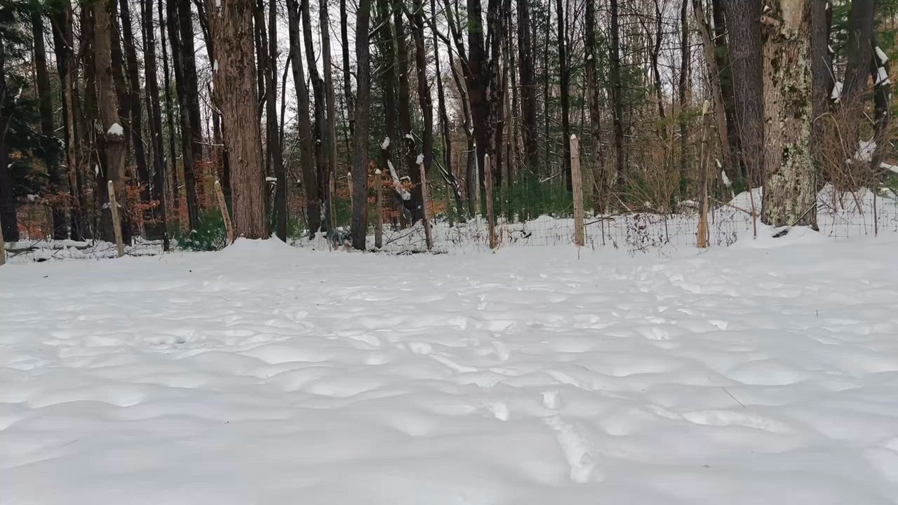 Enlarge Nix, a hold Australian Cattle Dog / Blue Heeler in Utica, NY video 6/6