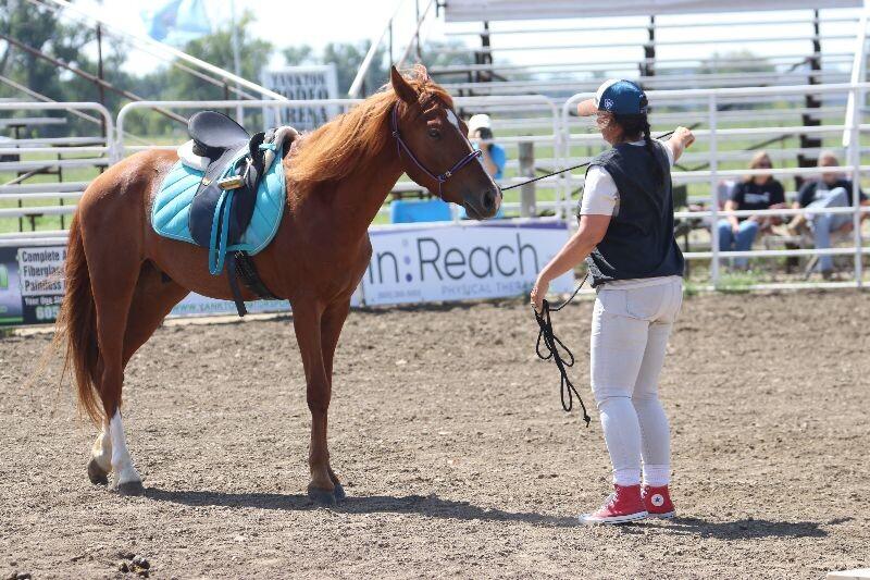 Enlarge Twister, a Adoptable Mustang in Scotland, SD image 1/6