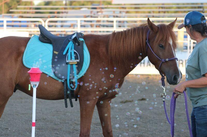 Enlarge Twister, a Adoptable Mustang in Scotland, SD image 2/6