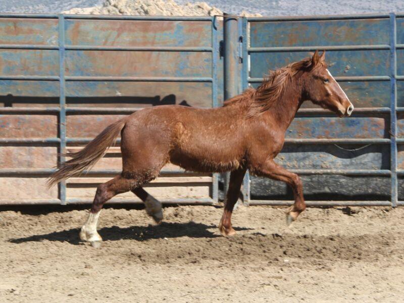Enlarge Twister, a Adoptable Mustang in Scotland, SD image 3/6