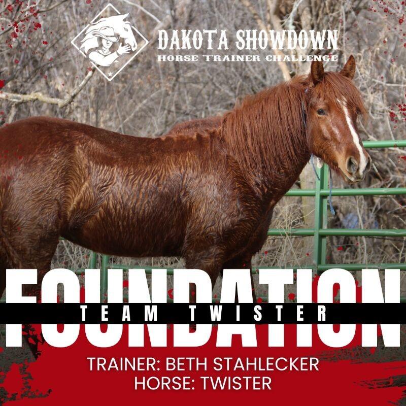 Enlarge Twister, a Adoptable Mustang in Scotland, SD image 3/6