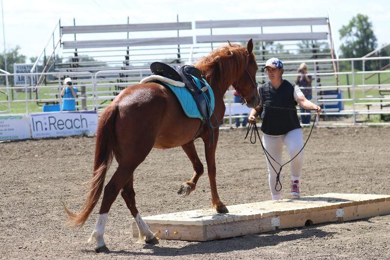 Enlarge Twister, a Adoptable Mustang in Scotland, SD image 4/6