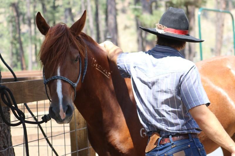 Twister, Adoptable, Adult Male Mustang.