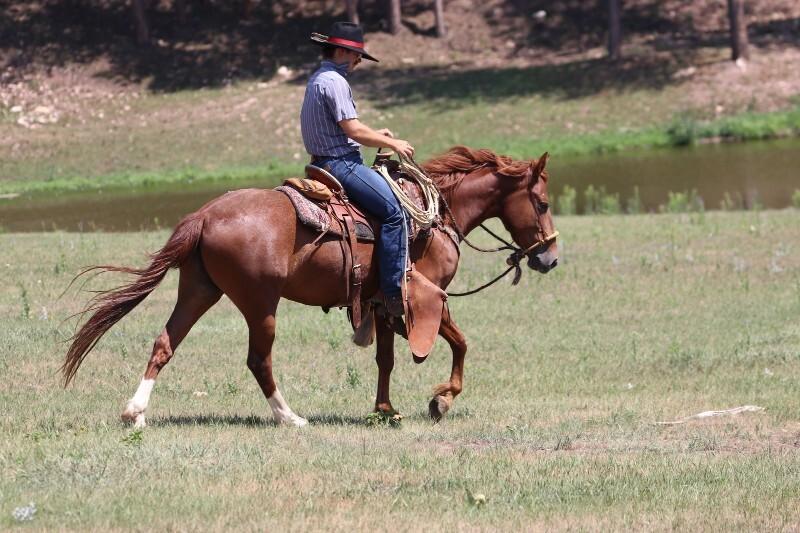 Enlarge Twister, a Adoptable Mustang in Scotland, SD image 2/6