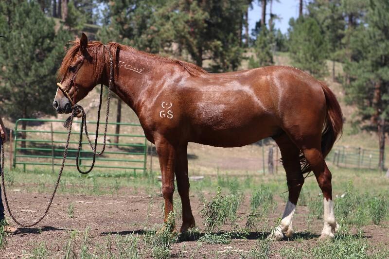 Enlarge Twister, a Adoptable Mustang in Scotland, SD image 3/6