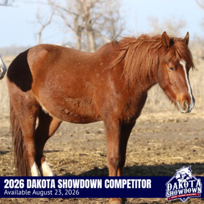 Enlarge Twister, a Adoptable Mustang in Scotland, SD image 5/6