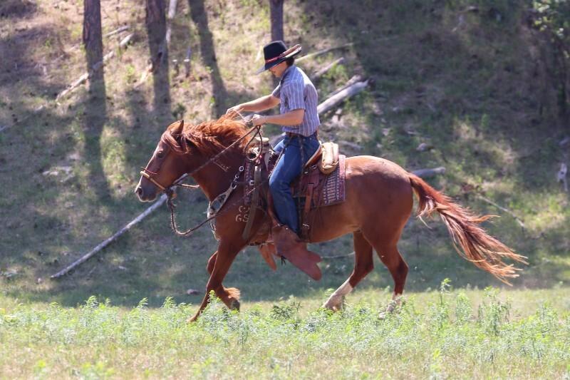 Enlarge Twister, a Adoptable Mustang in Scotland, SD image 4/6