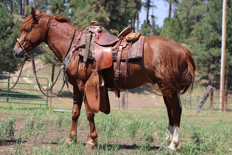 Enlarge Twister, a Adoptable Mustang in Scotland, SD image 5/6