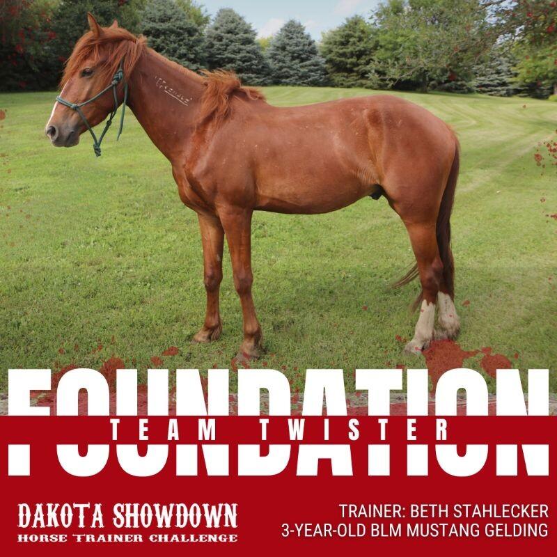 Enlarge Twister, a Adoptable Mustang in Scotland, SD image 5/6