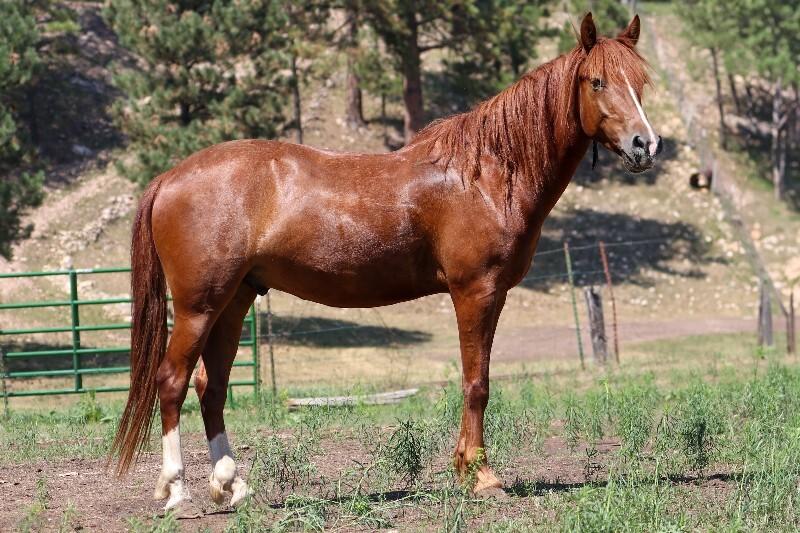 Enlarge Twister, a Adoptable Mustang in Scotland, SD image 6/6
