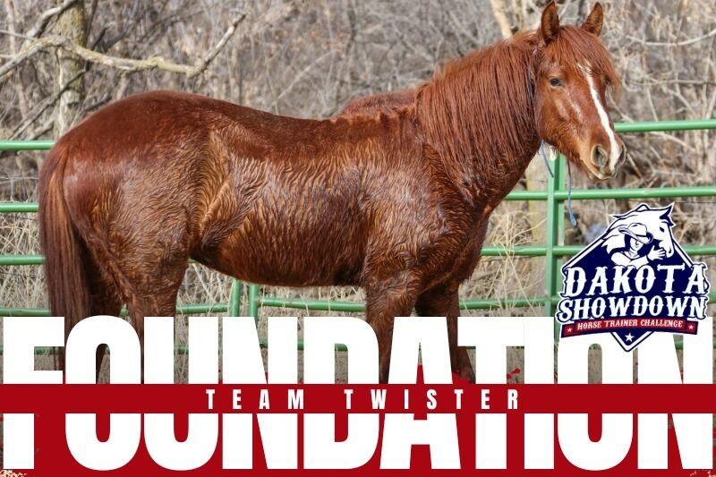 Enlarge Twister, a Adoptable Mustang in Scotland, SD image 6/6