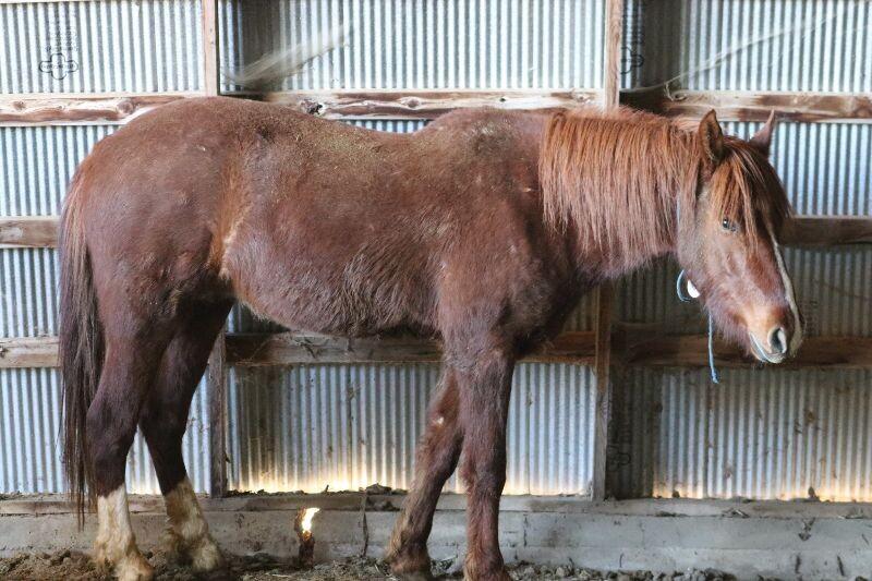 Enlarge Twister, a Adoptable Mustang in Scotland, SD image 6/6