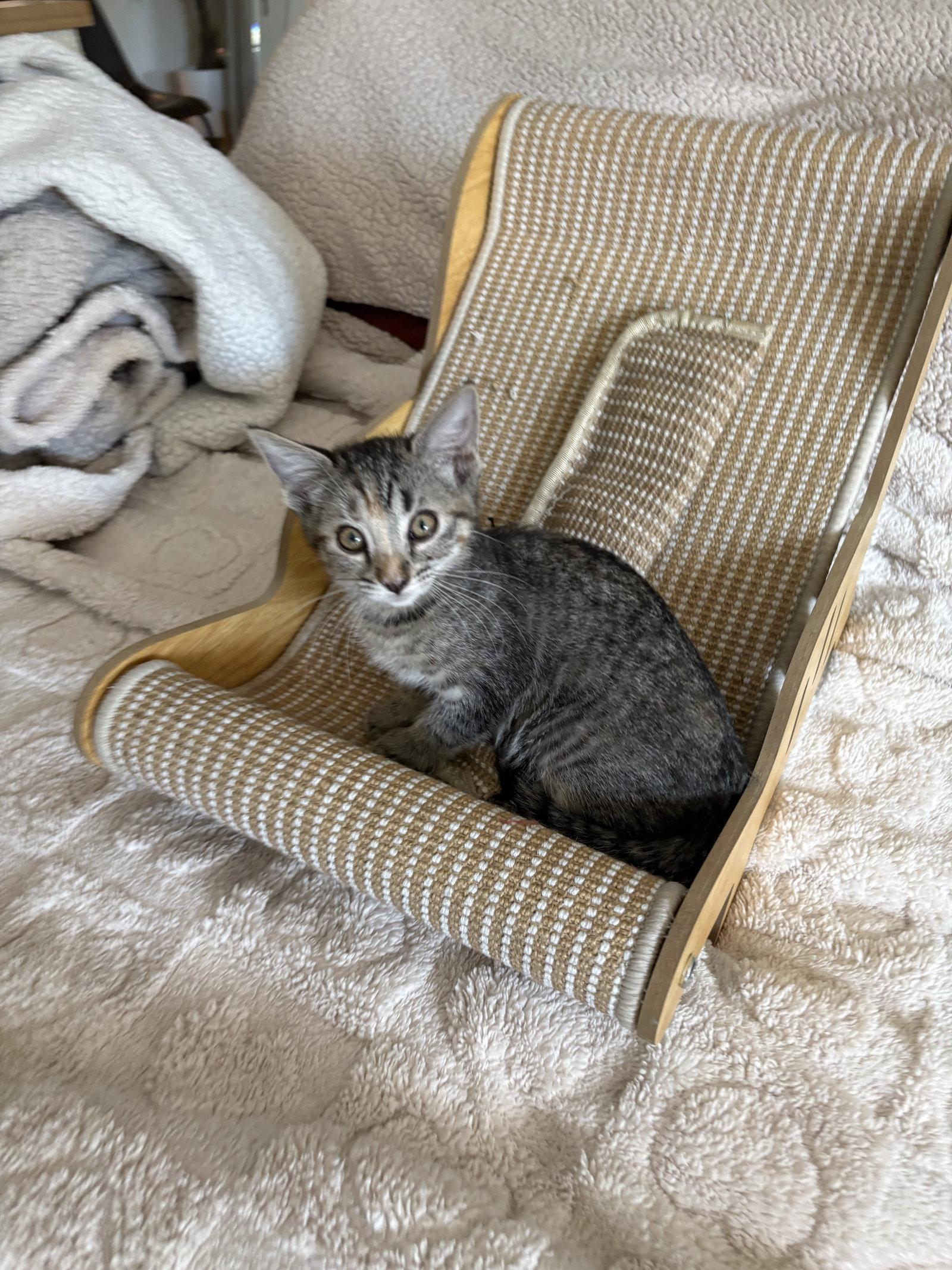 Blue Team, Adopted, Kitten Female Tabby.