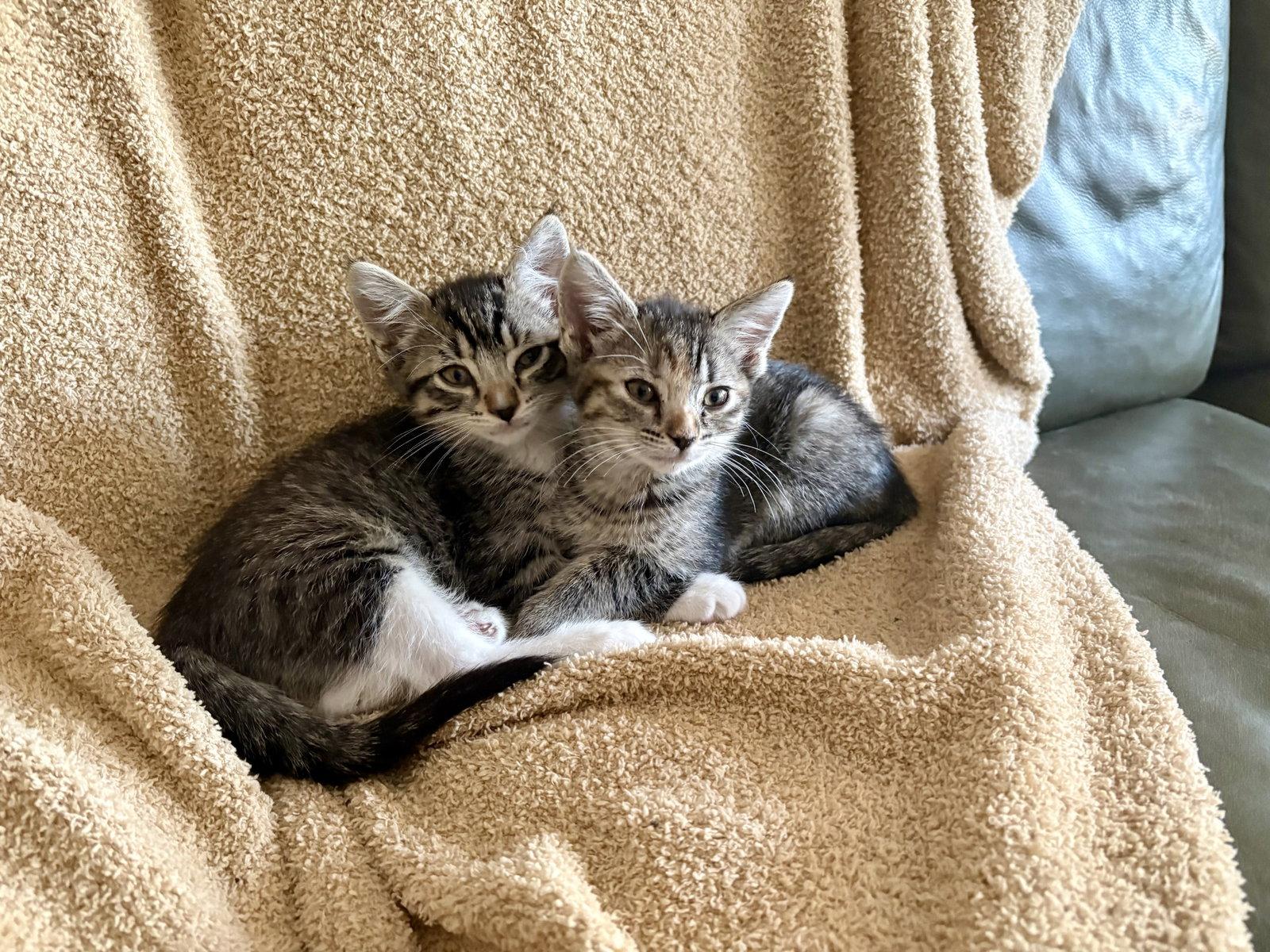 Blue Team, a Adopted Tabby in Glendale, AZ image 2/3