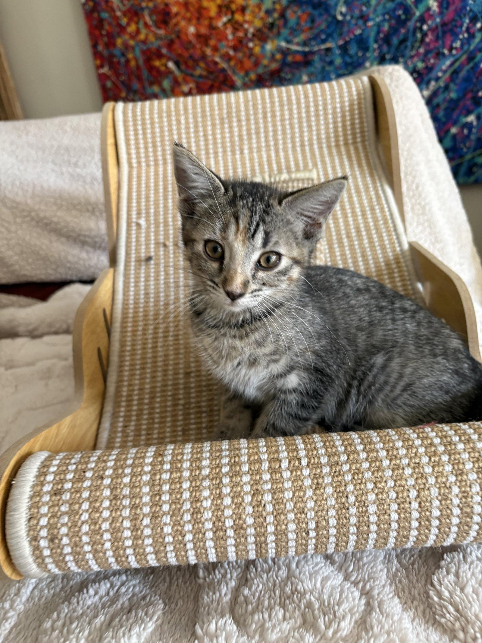 Blue Team, a Adopted Tabby in Glendale, AZ image 3/3