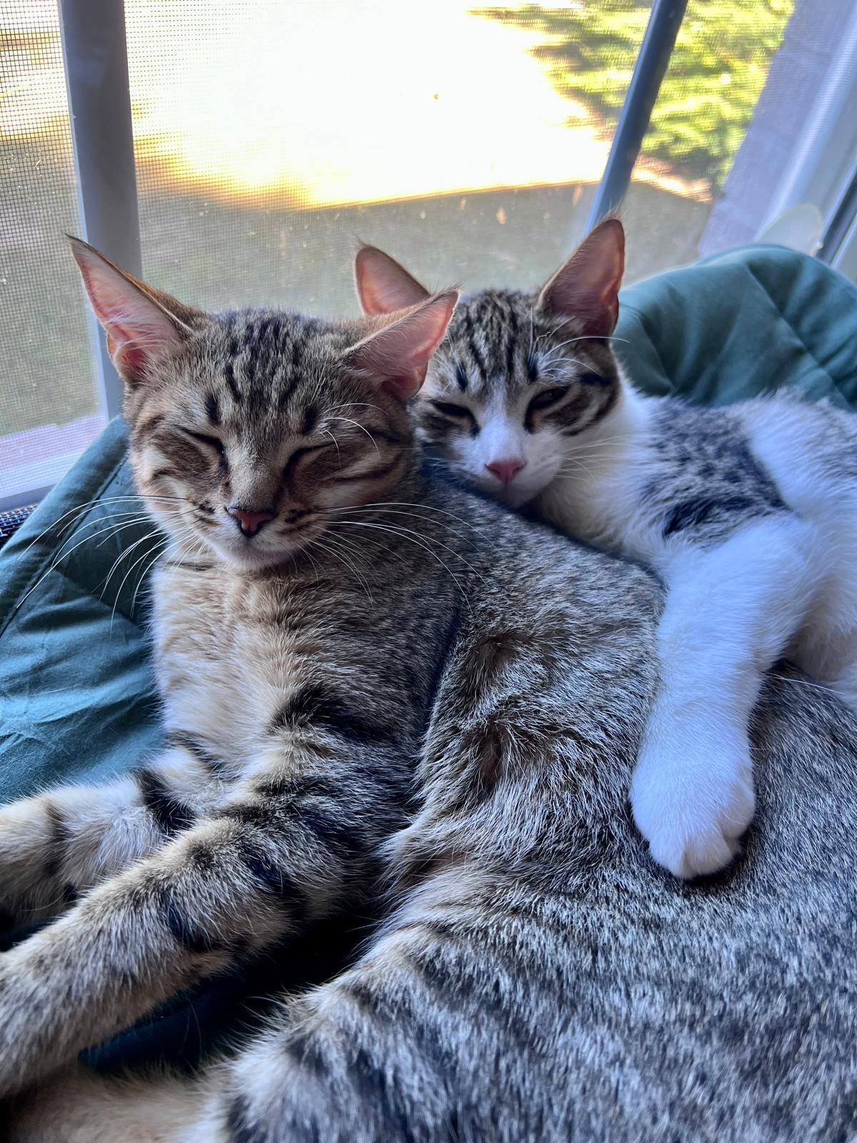 Flynn (bonded with Elias), Adoptable, Young Male Domestic Short Hair.