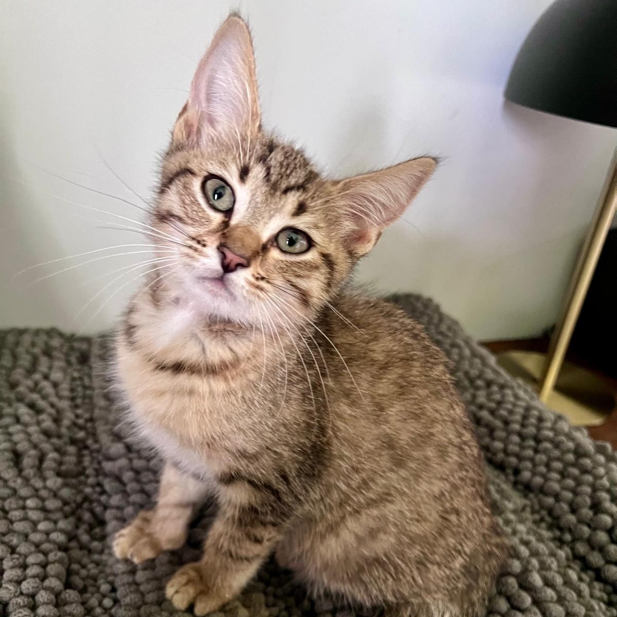 Enlarge Flynn (bonded with Elias), a Adoptable Domestic Short Hair in Atlanta, GA image 2/6