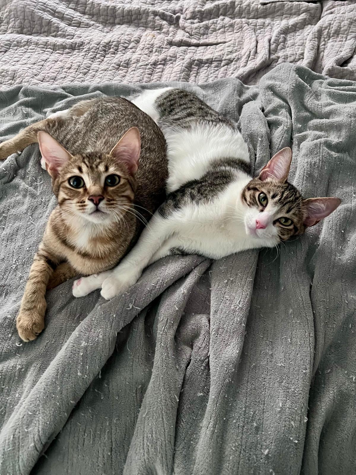 Enlarge Flynn (bonded with Elias), a Adoptable Domestic Short Hair in Atlanta, GA image 3/6