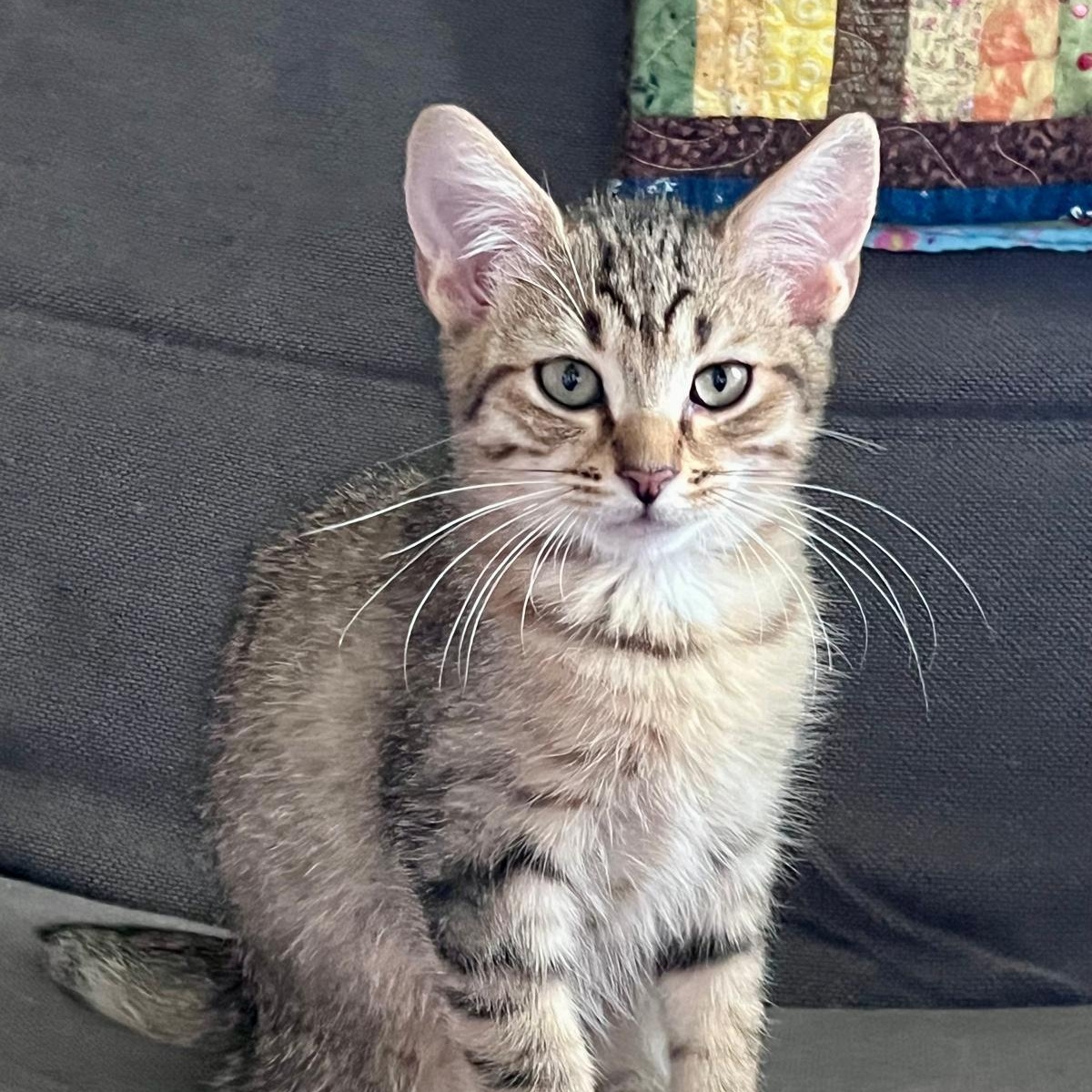 Enlarge Flynn (bonded with Elias), a Adoptable Domestic Short Hair in Atlanta, GA image 4/6