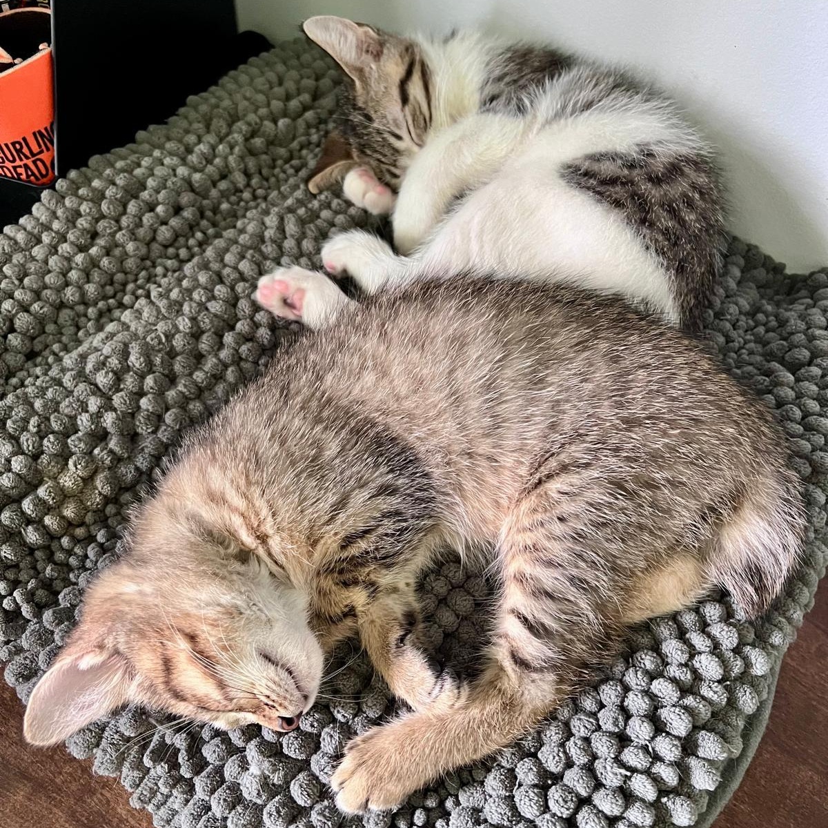 Enlarge Flynn (bonded with Elias), a Adoptable Domestic Short Hair in Atlanta, GA image 5/6