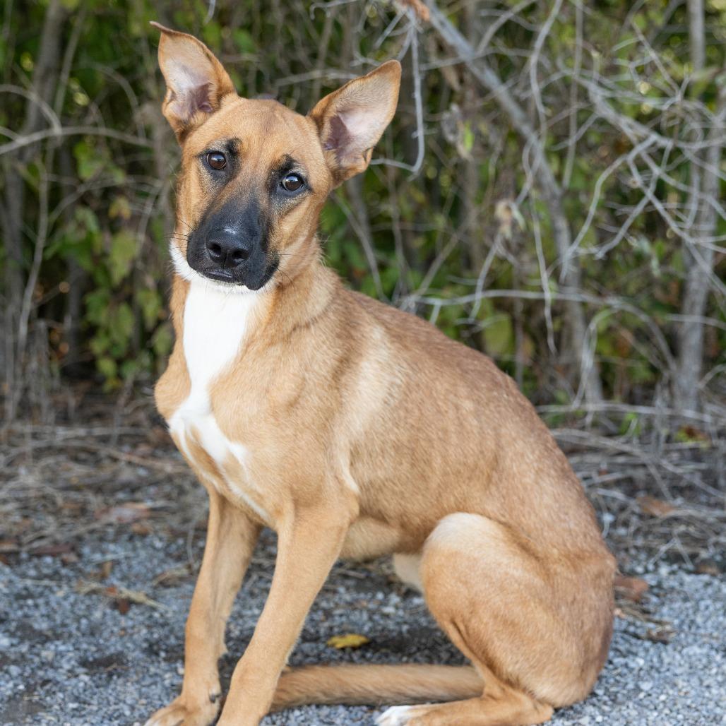 Enlarge Cola, a Adopted mixed breed in Cape Girardeau, MO image 1/1