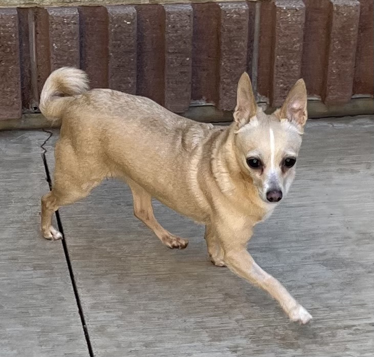 Dog for adoption Yara, a Chihuahua in Wheeling, IL Petfinder