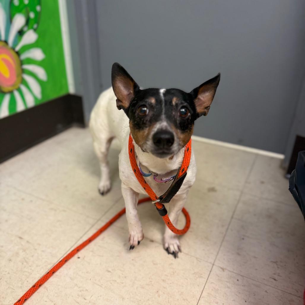 Rose Bud — thumbnail 2