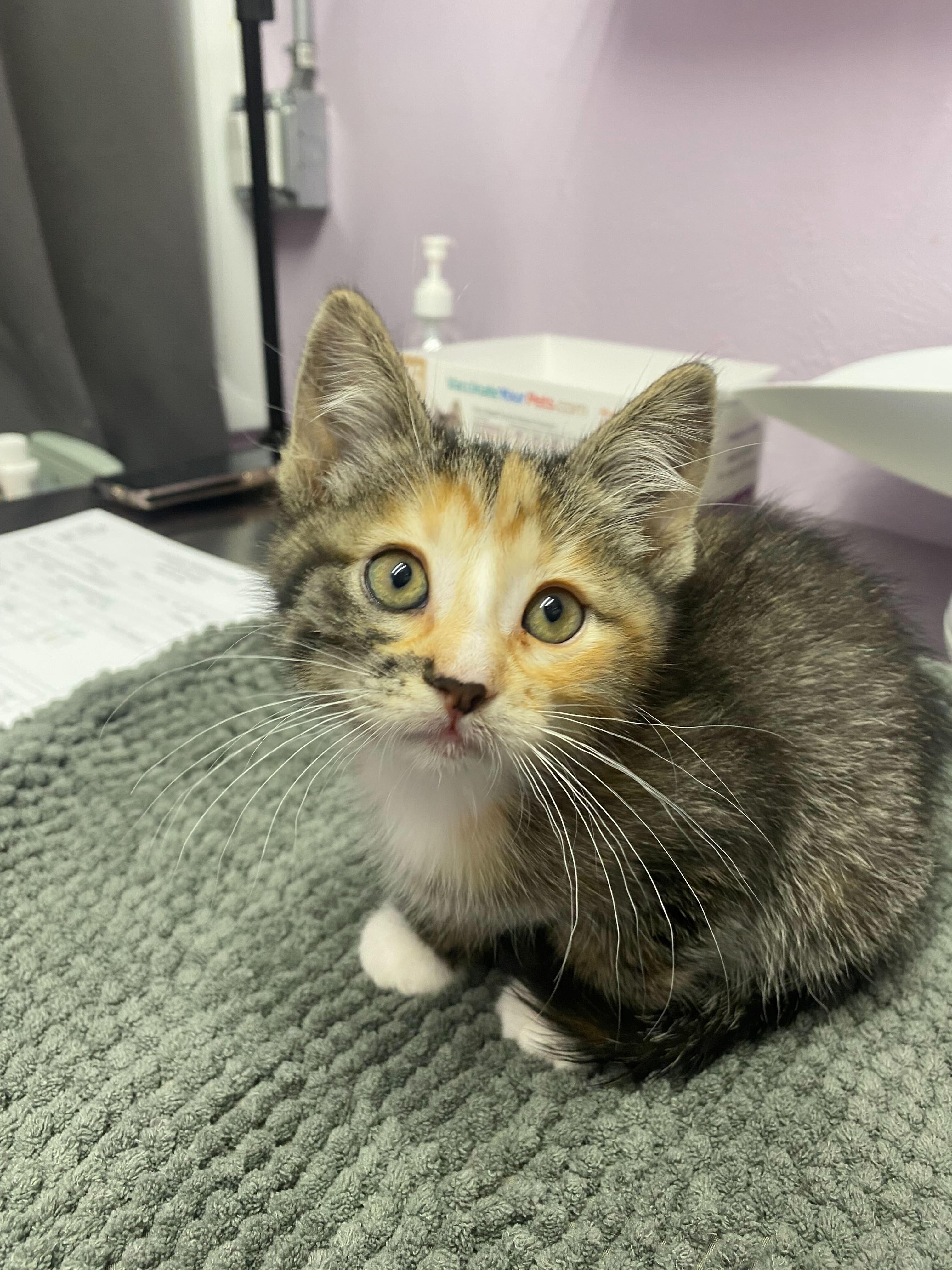 Pegasus, Adopted, Young Female Domestic Short Hair.