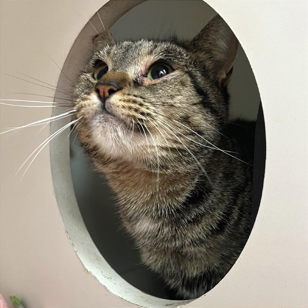 Enlarge Marci, a Adoptable Domestic Short Hair in Champaign, IL image 1/6