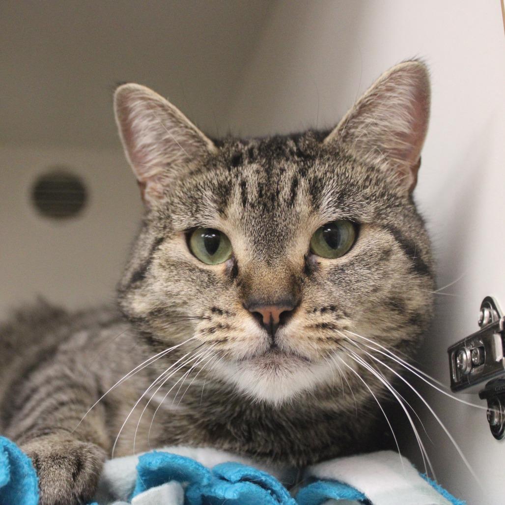 Enlarge Marci, a Adoptable Domestic Short Hair in Champaign, IL image 2/6