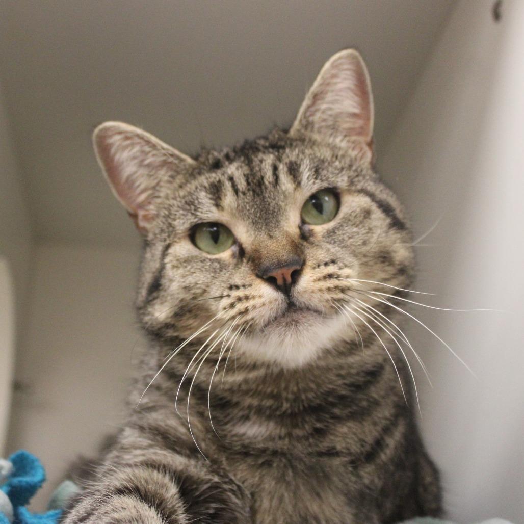 Enlarge Marci, a Adoptable Domestic Short Hair in Champaign, IL image 4/6