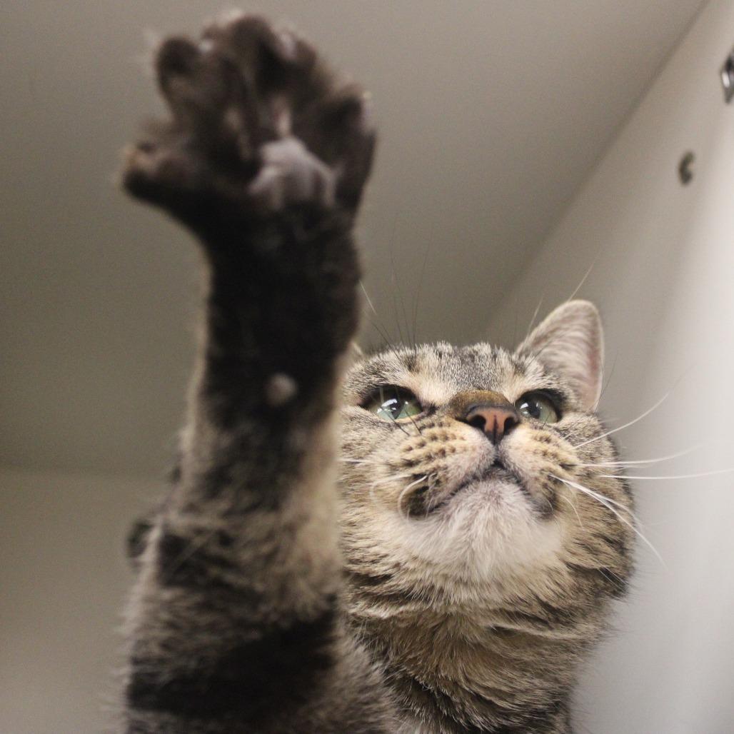 Enlarge Marci, a Adoptable Domestic Short Hair in Champaign, IL image 5/6