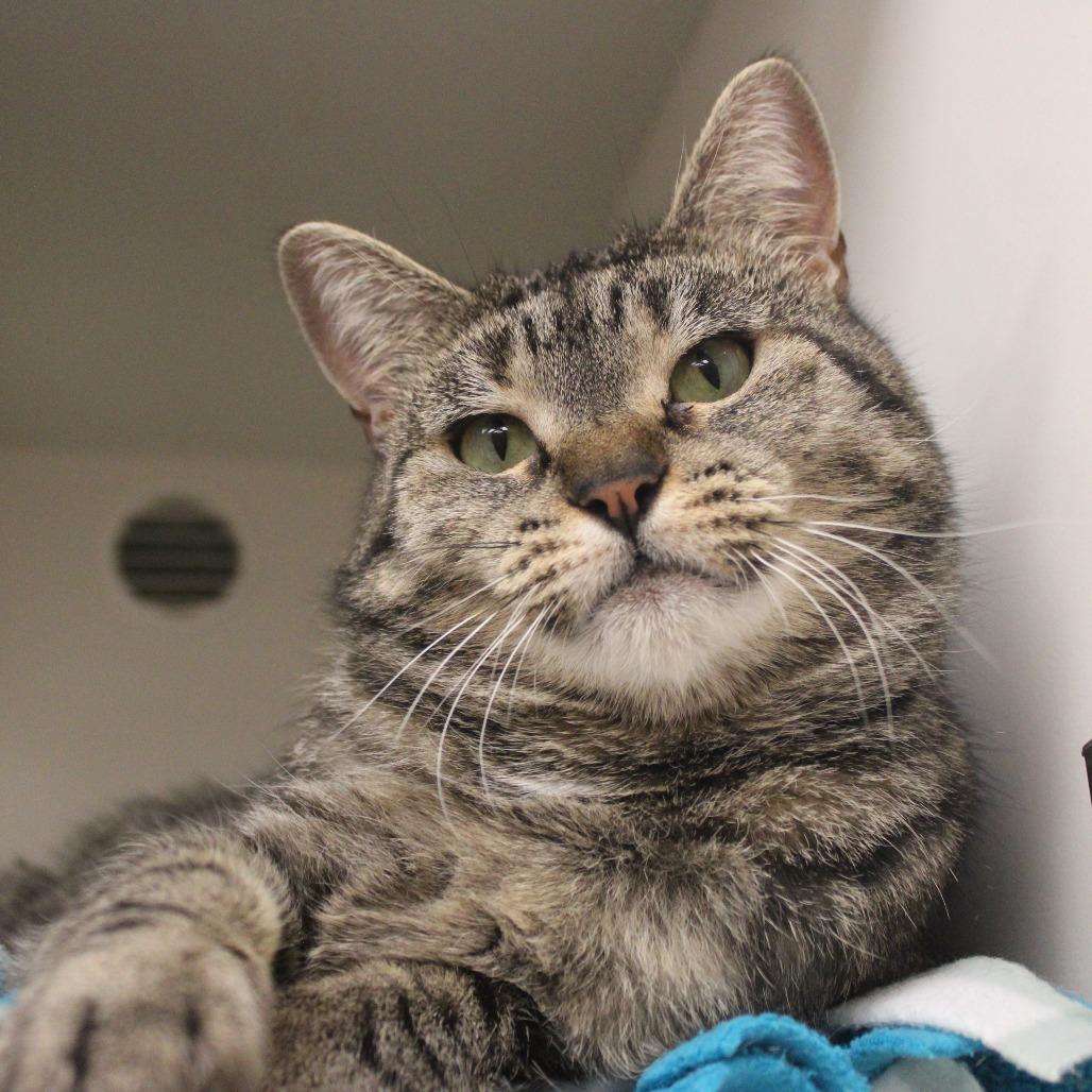 Enlarge Marci, a Adoptable Domestic Short Hair in Champaign, IL image 6/6