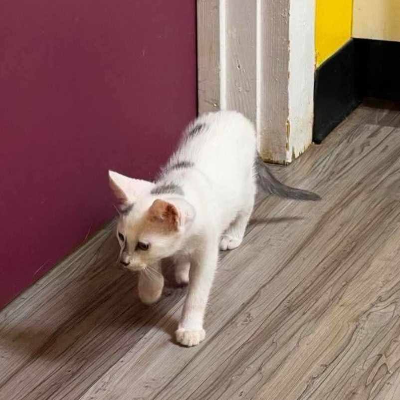 Smudge, a Adoptable Domestic Short Hair in Buford, GA image 2/6