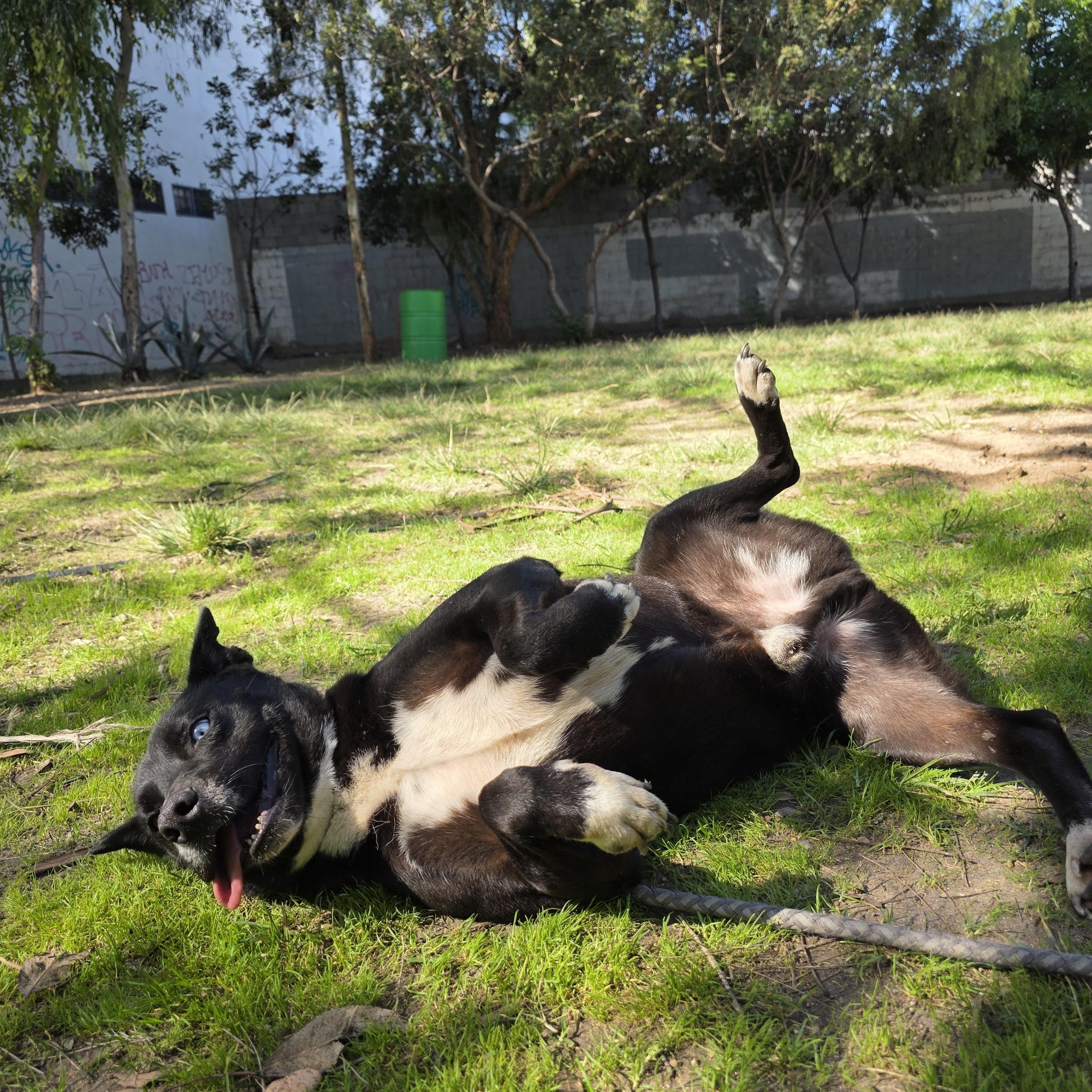 Enlarge Shilo, a Adoptable mixed breed in Tijuana, BCN image 2/6