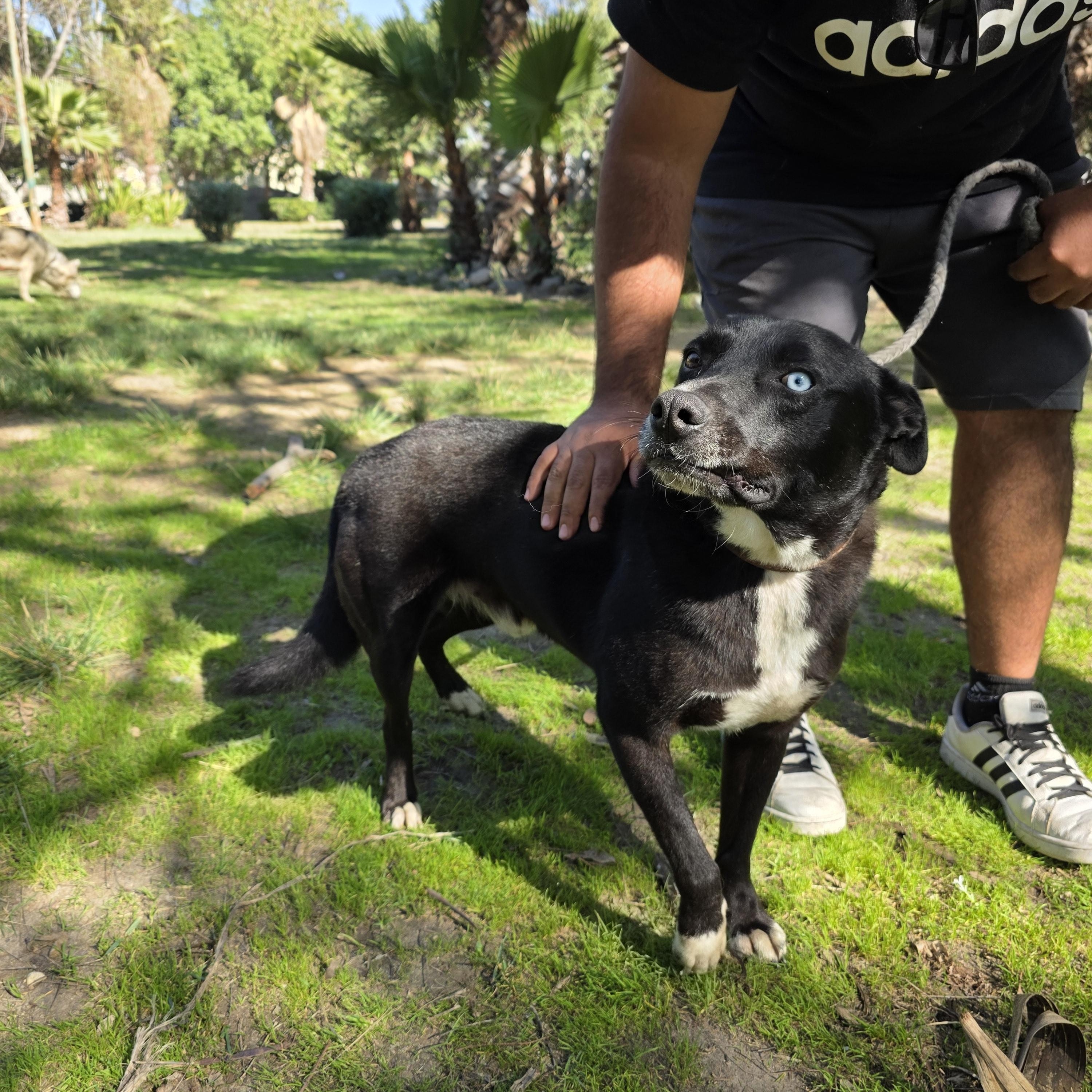 Enlarge Shilo, a Adoptable mixed breed in Tijuana, BCN image 5/6