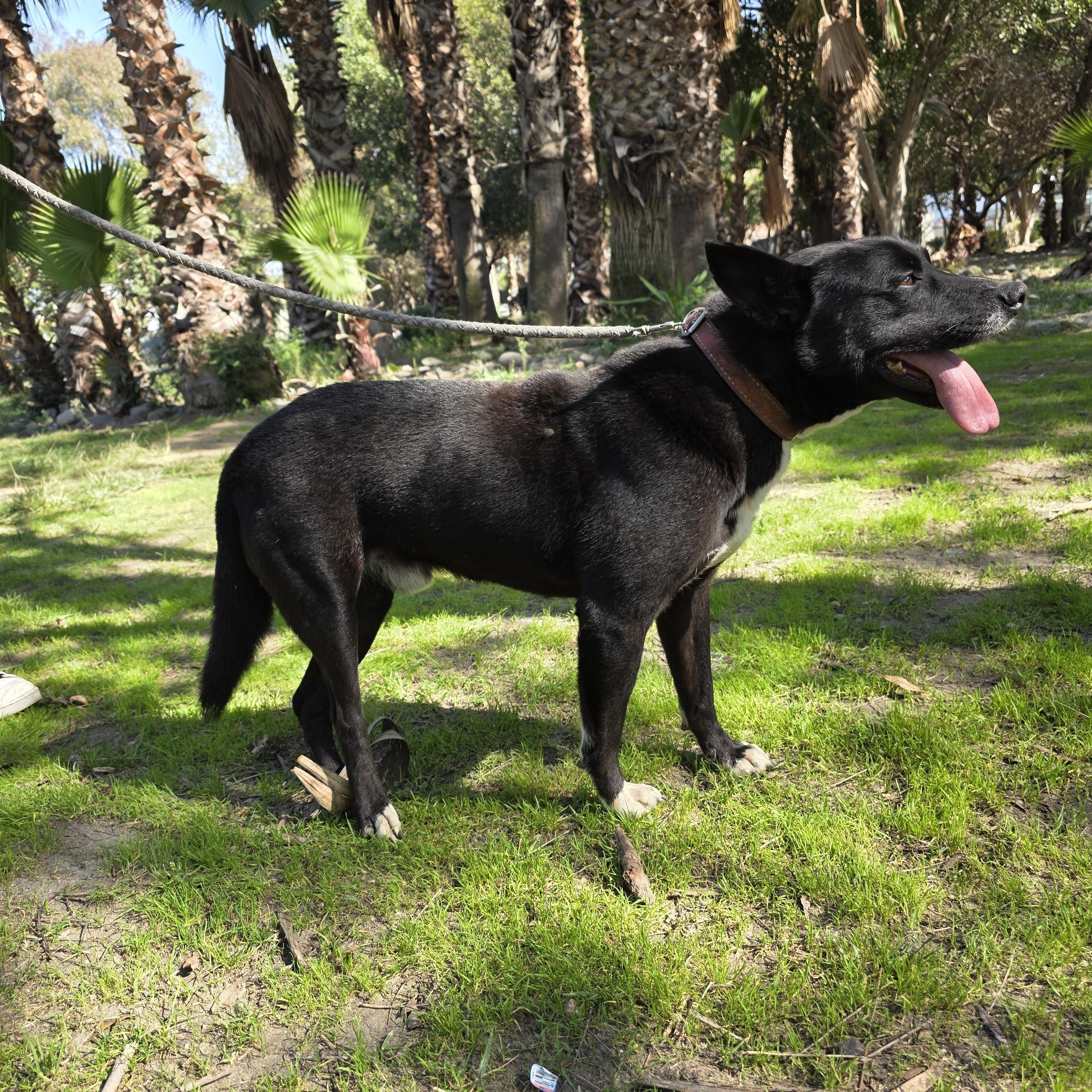Enlarge Shilo, a Adoptable mixed breed in Tijuana, BCN image 3/6