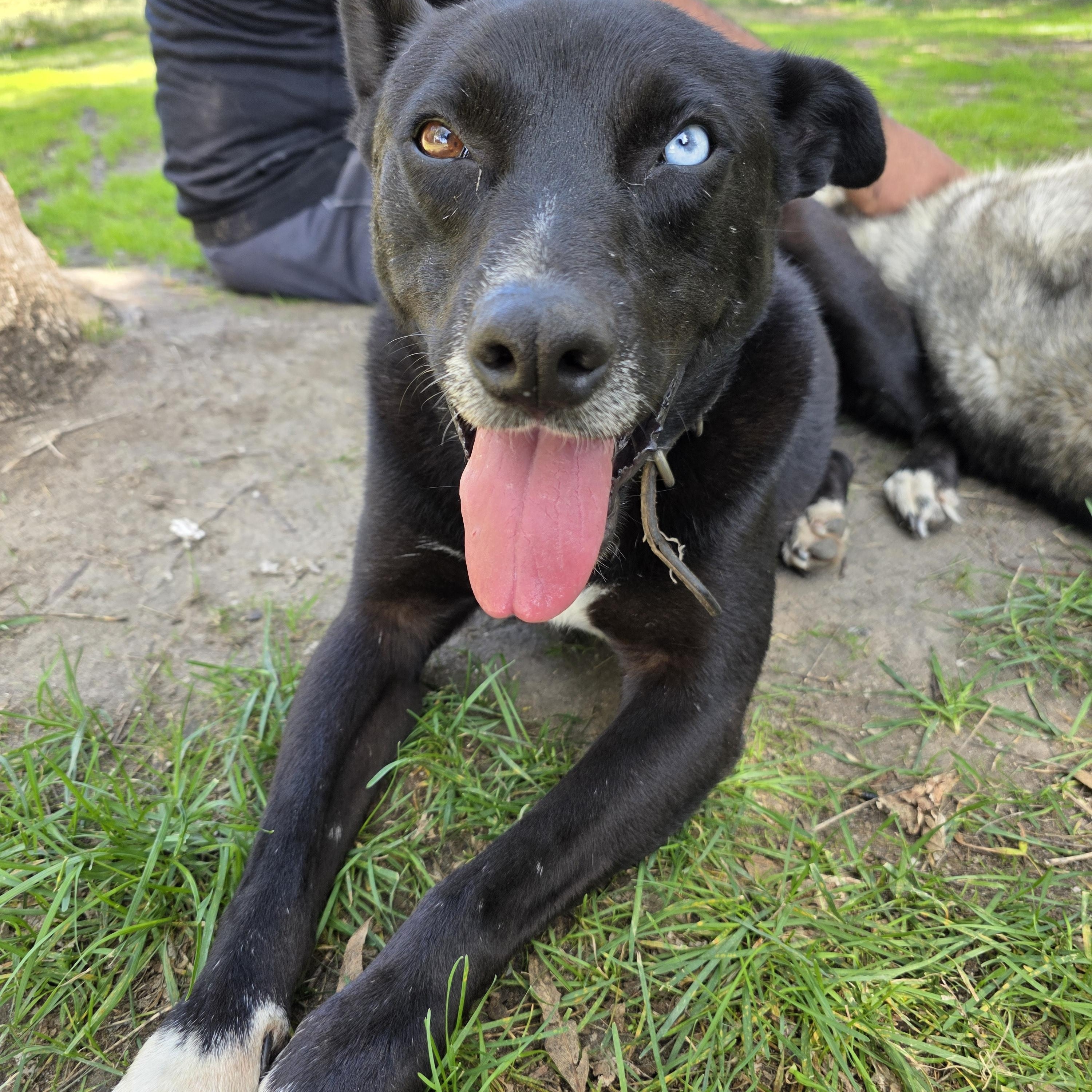 Enlarge Shilo, a Adoptable mixed breed in Tijuana, BCN image 6/6