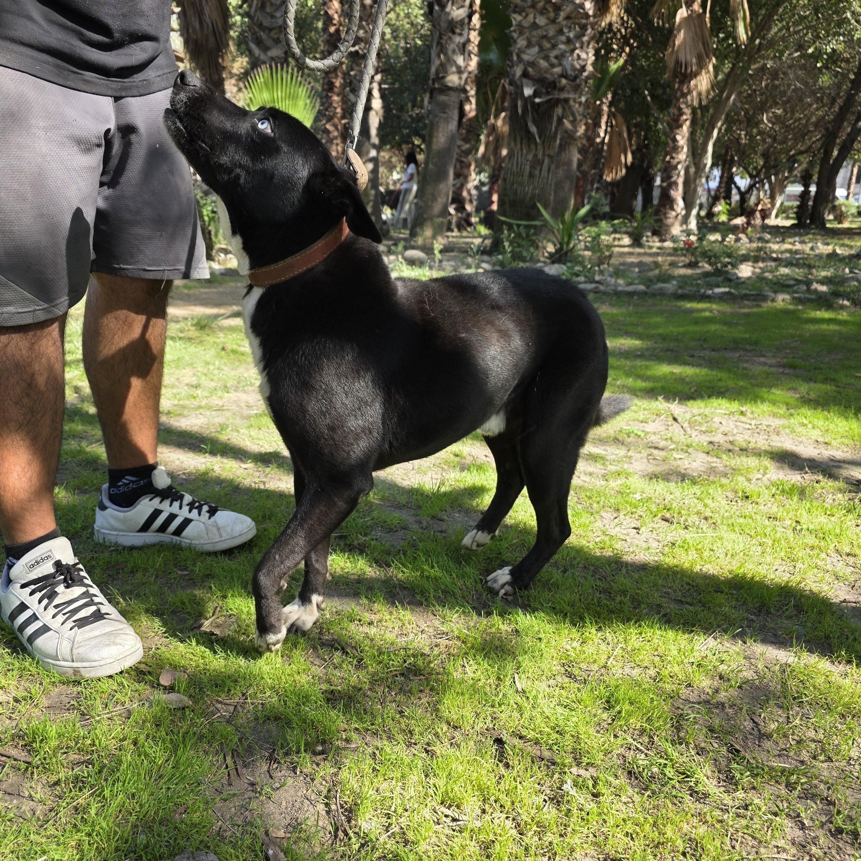 Enlarge Shilo, a Adoptable mixed breed in Tijuana, BCN image 4/6