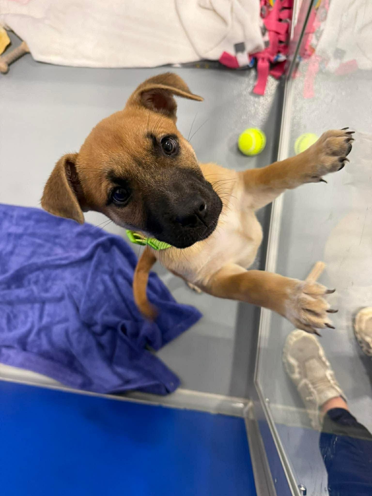 Enlarge Lana, a Adopted mixed breed in Kalamazoo, MI image 3/3