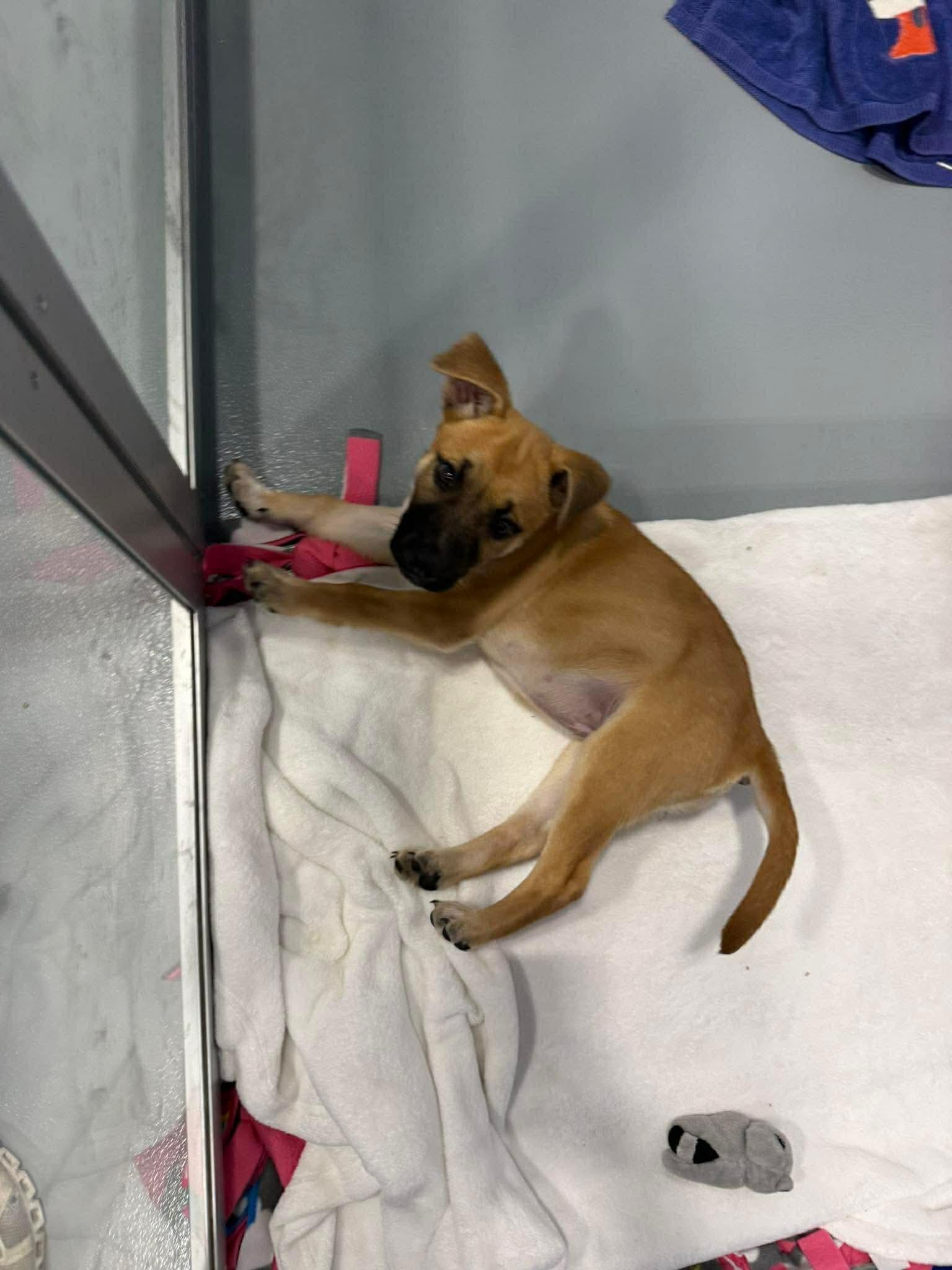 Enlarge Lana, a Adopted mixed breed in Kalamazoo, MI image 2/3