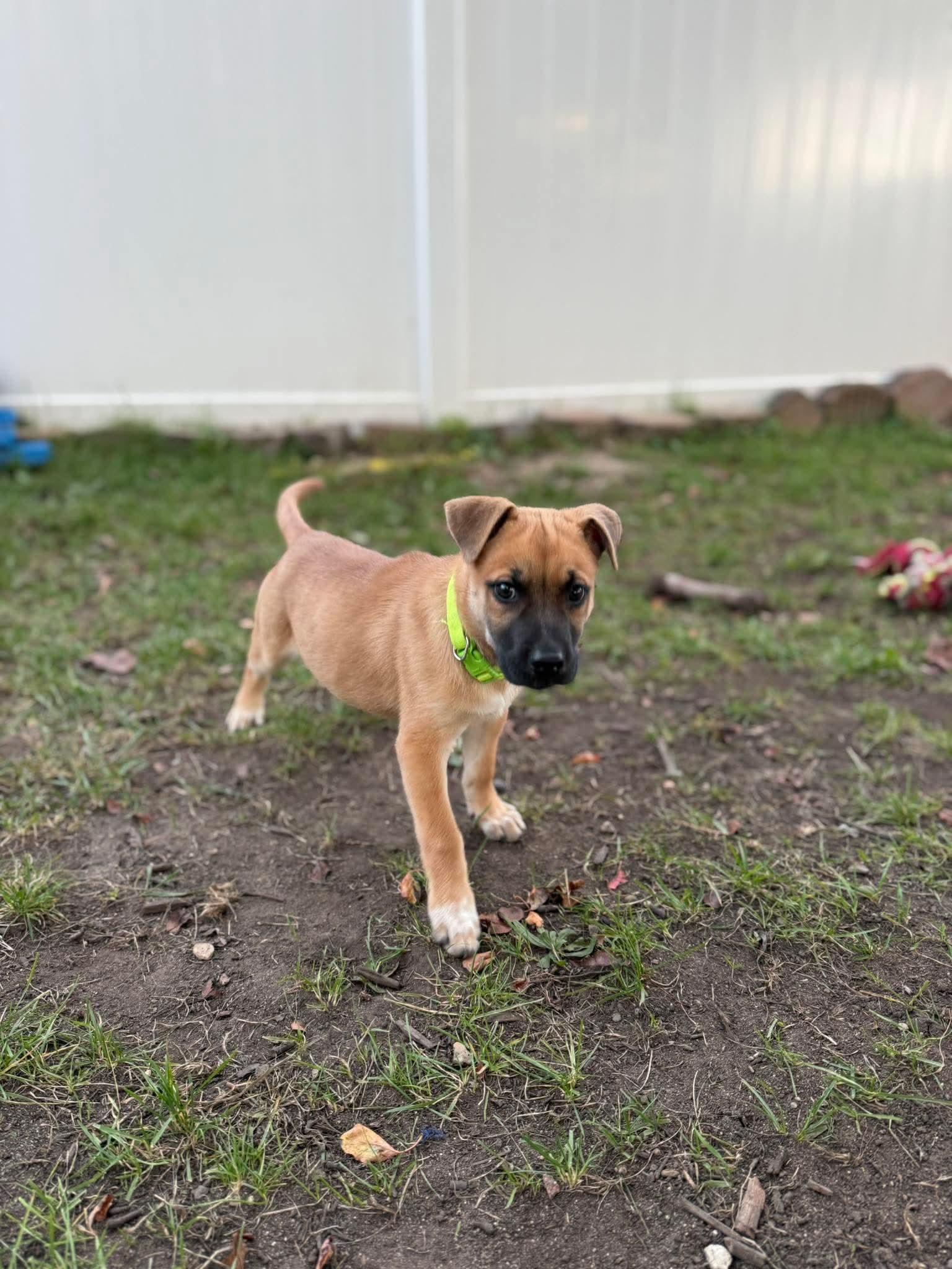 Enlarge Lana, a Adopted mixed breed in Kalamazoo, MI image 1/3