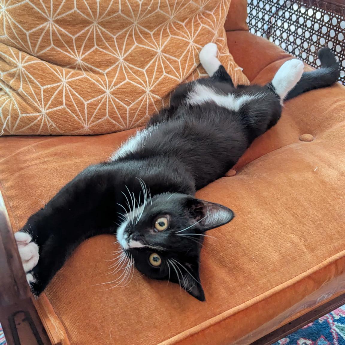 Enlarge Delilah, a Adoptable Domestic Short Hair in BROOKLYN, NY image 1/6