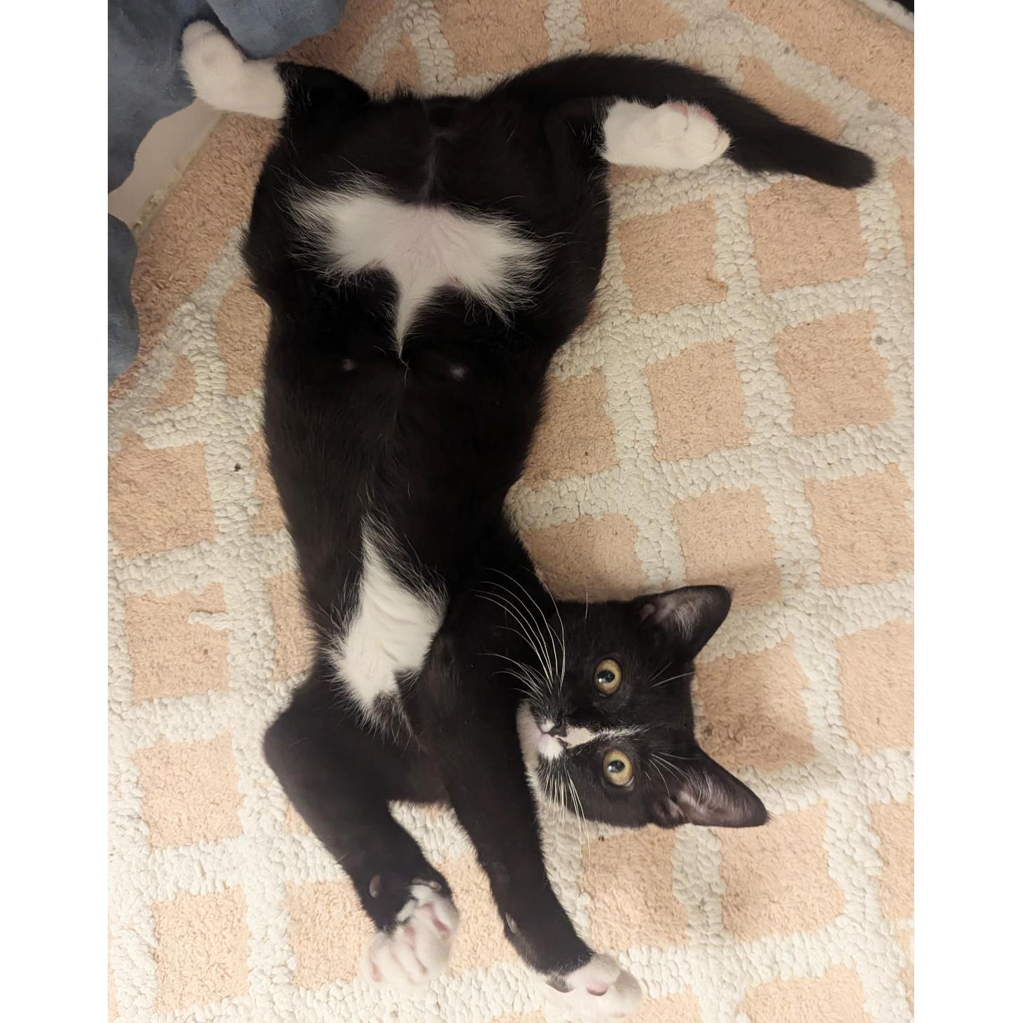 Enlarge Delilah, a Adoptable Domestic Short Hair in BROOKLYN, NY image 2/6