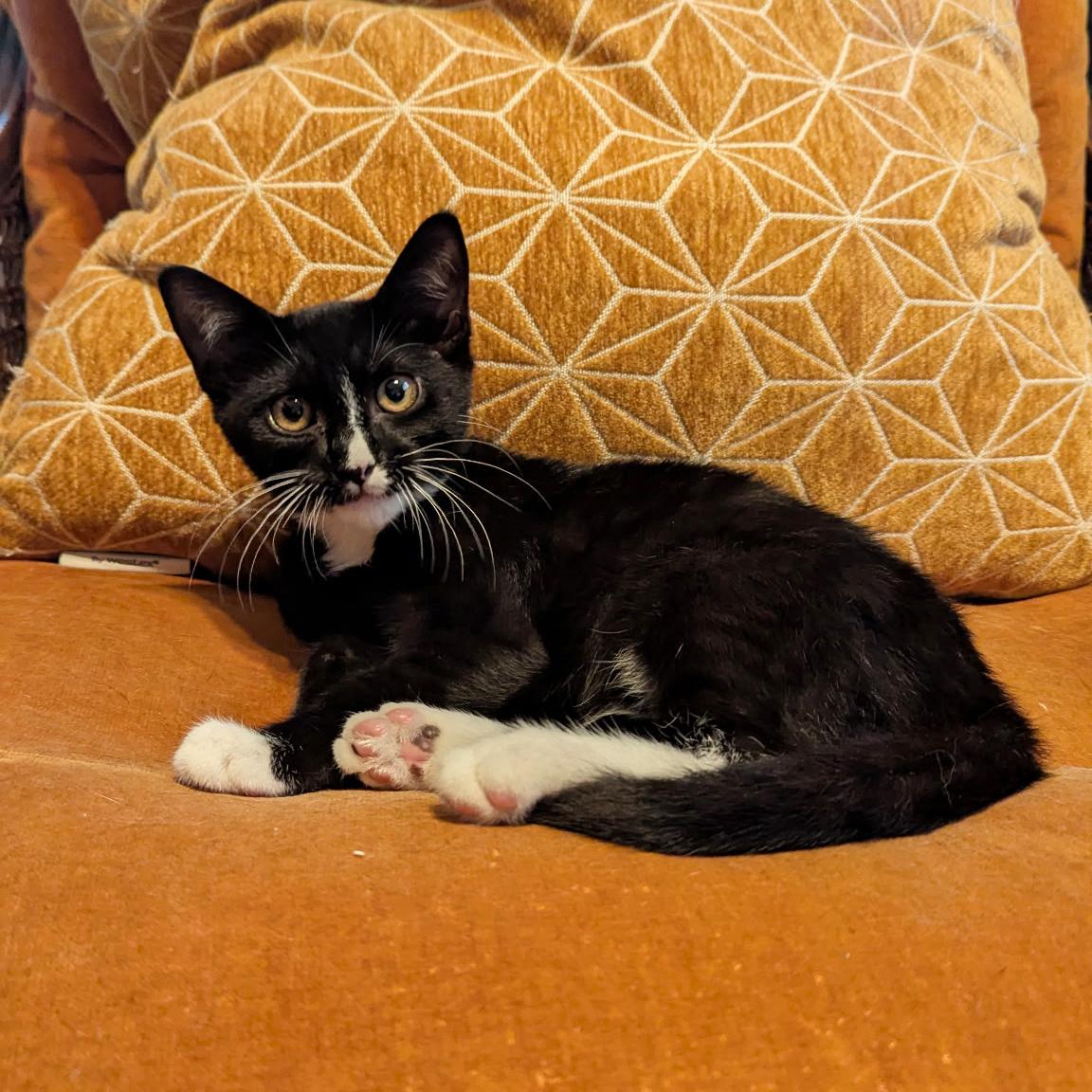 Enlarge Delilah, a Adoptable Domestic Short Hair in BROOKLYN, NY image 3/6