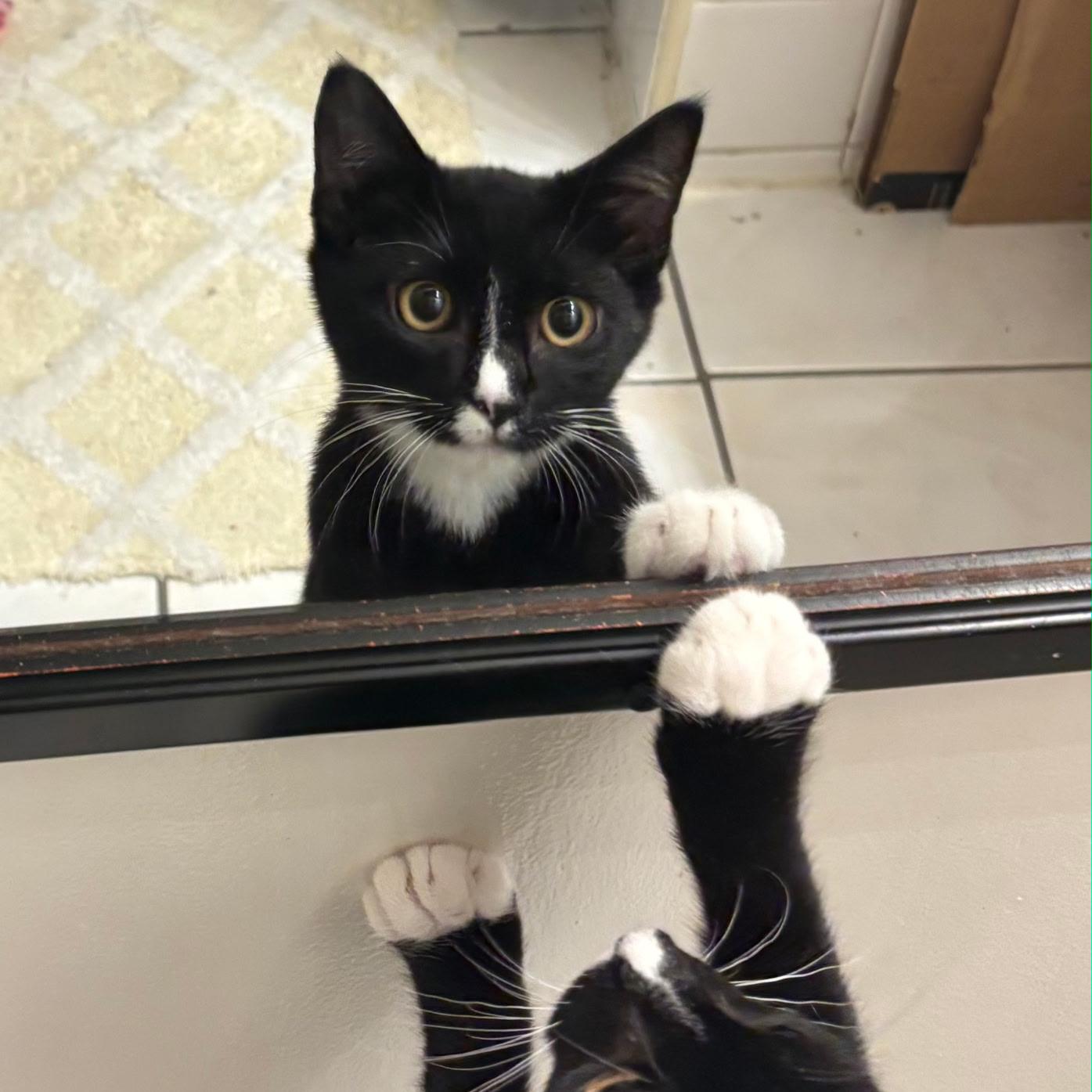 Enlarge Delilah, a Adoptable Domestic Short Hair in BROOKLYN, NY image 5/6