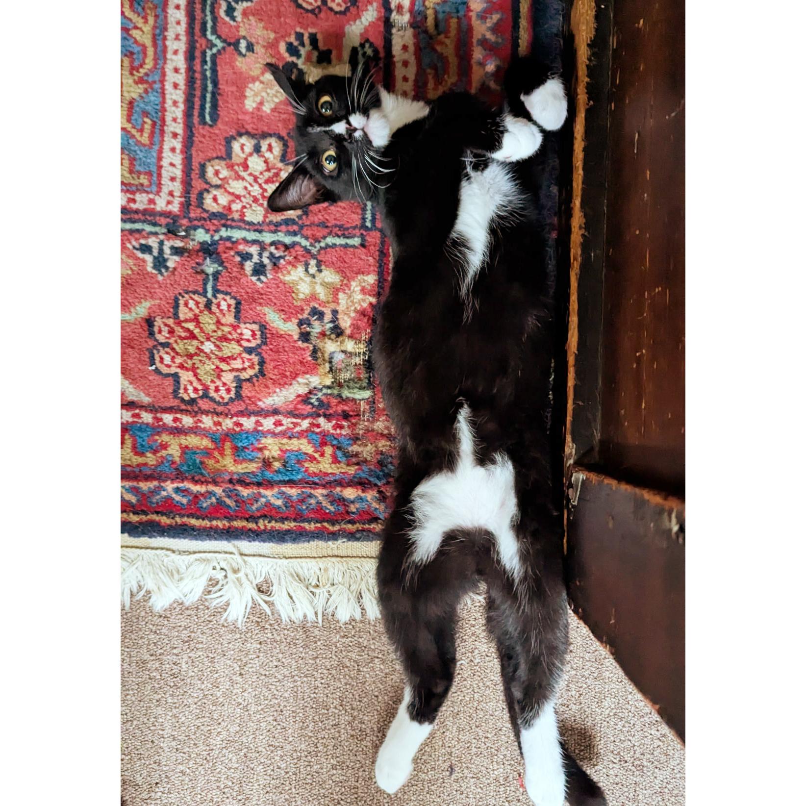 Enlarge Delilah, a Adoptable Domestic Short Hair in BROOKLYN, NY image 6/6