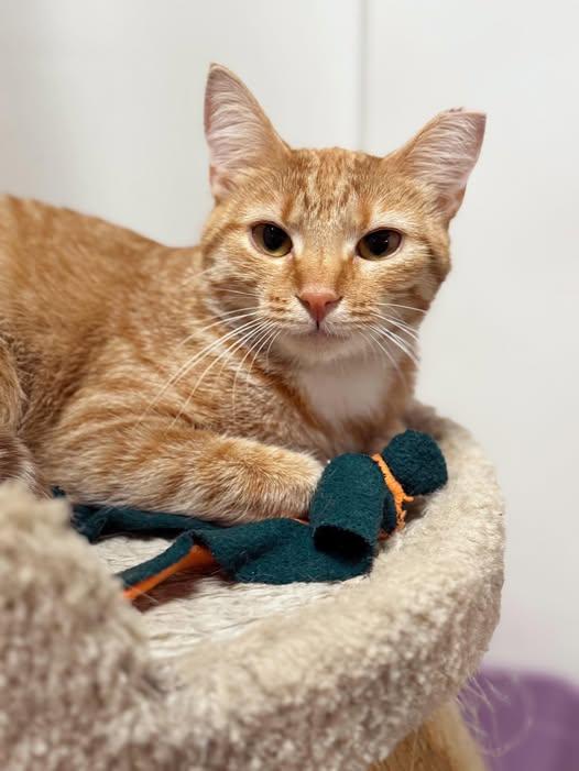 Gabby, Adoptable, Young Female Domestic Short Hair.