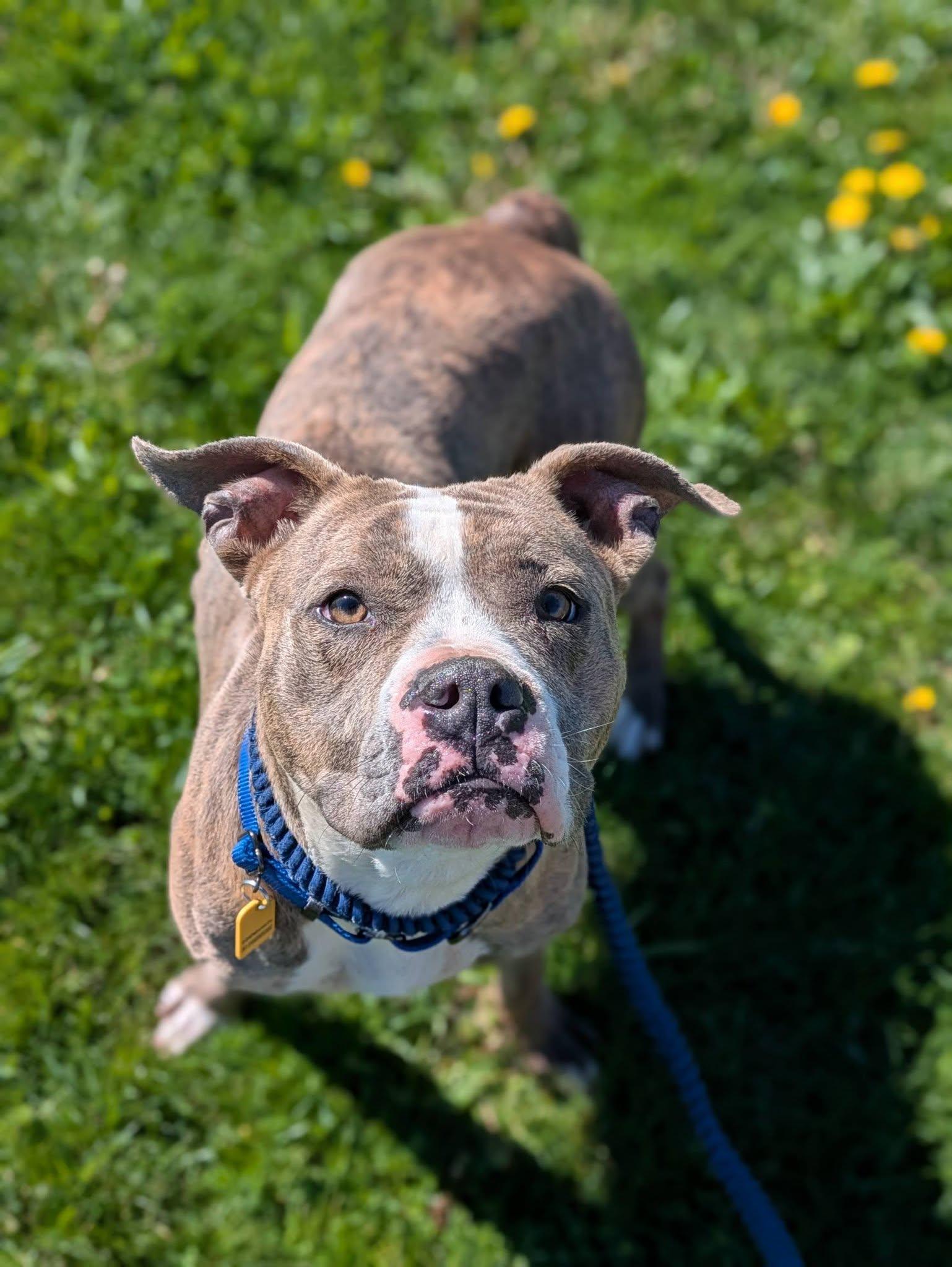 Enlarge Zoe, an adopted mixed breed in Cleveland, OH image 1/6